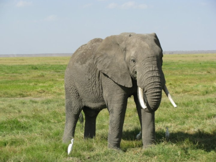 Olifant
