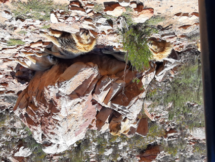 Safari slapende leeuwen