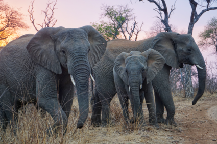 Safari Krugerpark