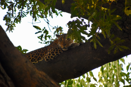 Lazy leopard