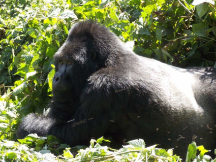 Silverback Gorilla... zonder inzoomen