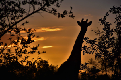 Giraffe bij zonsondergang.