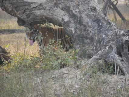 tijger in ranthambore national park india