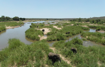 Krugerpark bij de Letaba rivier.