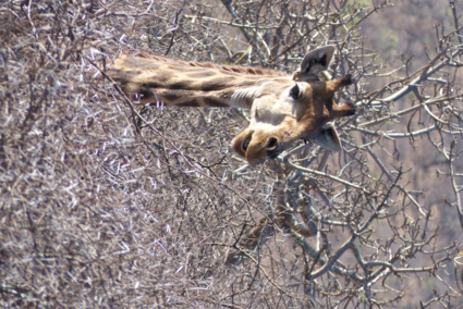 deze steekt er bovenuit