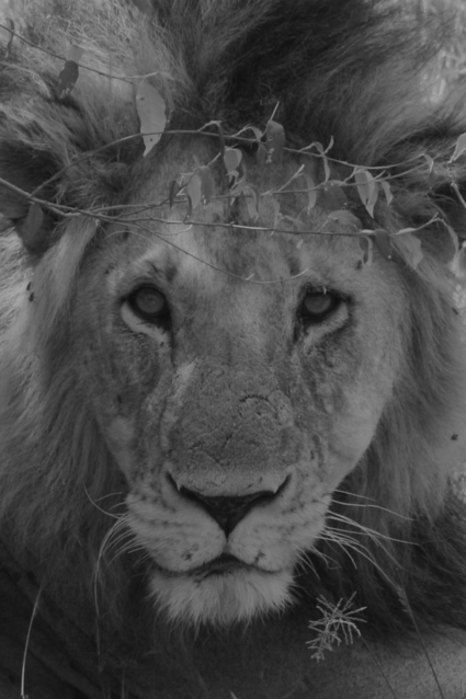 Lion King hoogst persoonlijk