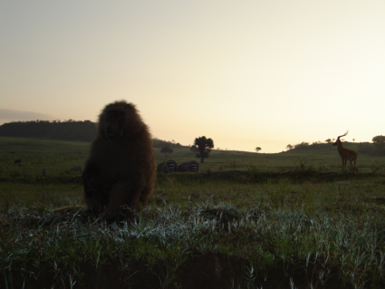 Ultieme safarigevoel