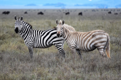 Albino zebra in de Serengeti