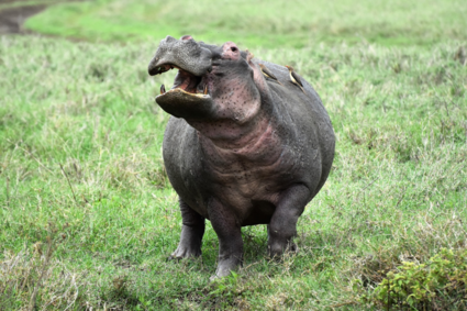 Nijlpaard in Ngorongoro