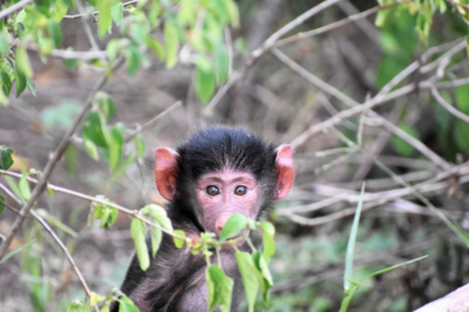 Jonge baviaan in Lake Manyara