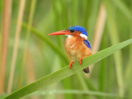 IJsvogel in Lake Manyara