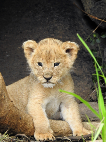 Leeuwen welp in Serengeti