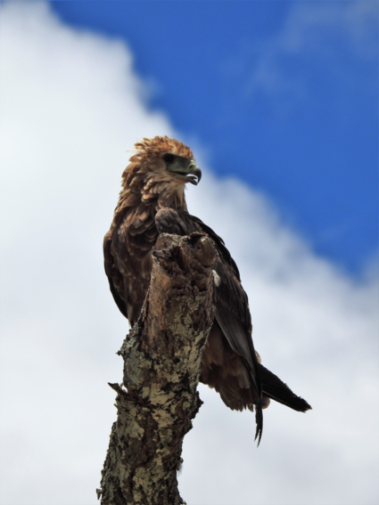 Roofvogel in Tanzania