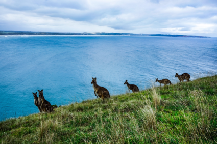 Australie | The great ocean road