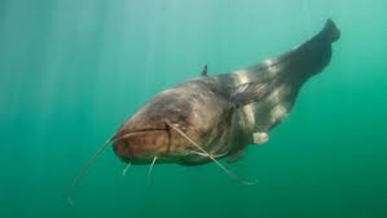 Underwater fish foto