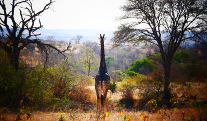 “I walk trought the fields”