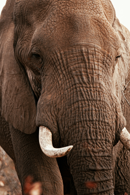 Aging Elephant