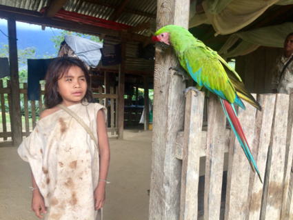 Tayrona indiaan oog in oog met wilde papegaai