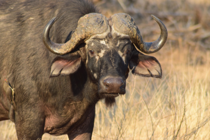 Buffel in Kruger NP