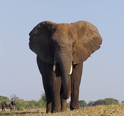 Deze olifant staat erg dichtbij!!!