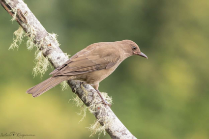 Nationale vogel van Costa Rica
