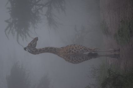 Giraffe in de mist