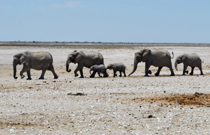 Een kudde olifanten op weg naar een waterpoel, de kleintjes beschermd door hun ouders