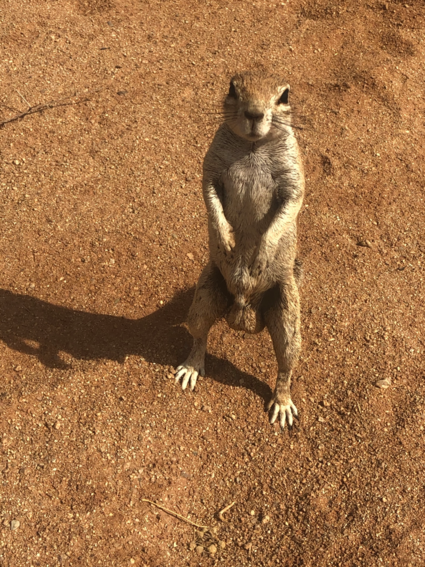 Hi there! Ground squirrel in Solitaire Namibia