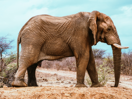 Close encounter with Rhino killing Elephant