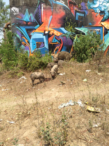 Varkens & grafitti in een favela in Rio de Janeiro