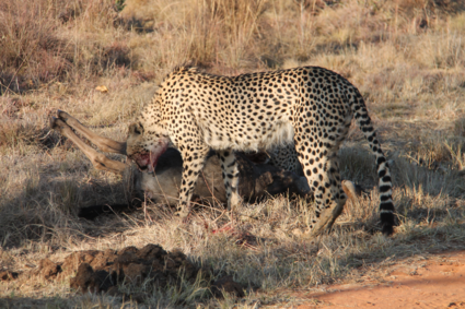 Welgevonden Game Reserve - gnoe vangst van 2 cheetah's