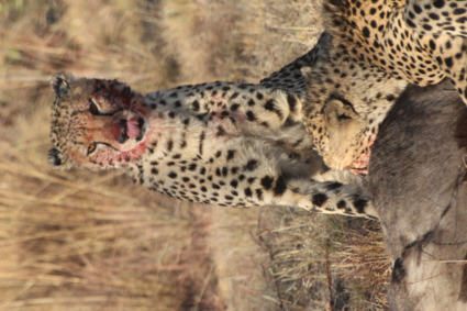 Welgevonden Game Reserve - vangst gnoe door 2 cheetah's